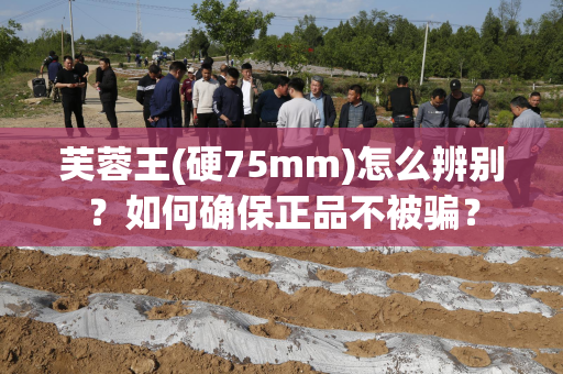 芙蓉王(硬75mm)怎么辨别？如何确保正品不被骗？